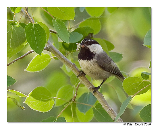 Mountain Chickadee