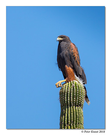 Harris' Hawk