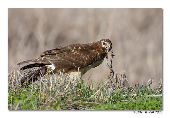 Northern Harrier
