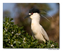 Black-crowned Night-Heron