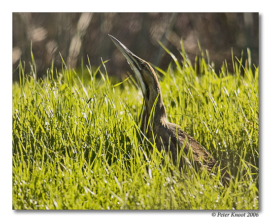 American Bittern