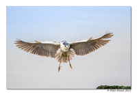 Black-crowned Night-Heron