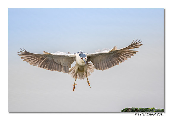 Black-crowned Night-Heron