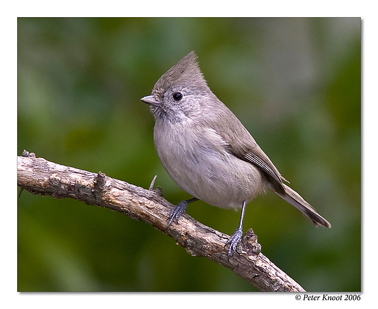Oak Titmouse