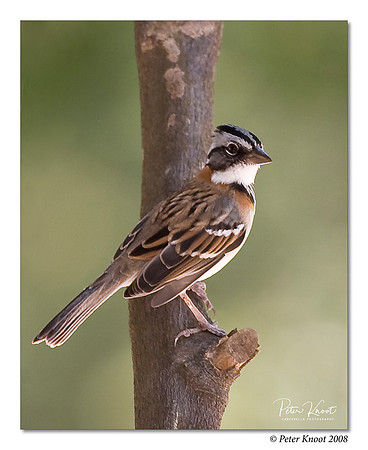 Rufous-collared Sparrow