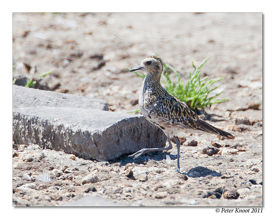 American Golden-Plover