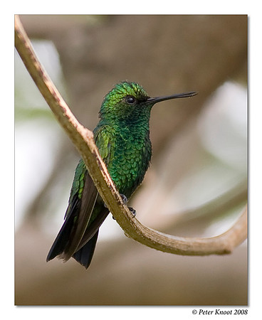 Blue-tailed Emerald Hummingbird