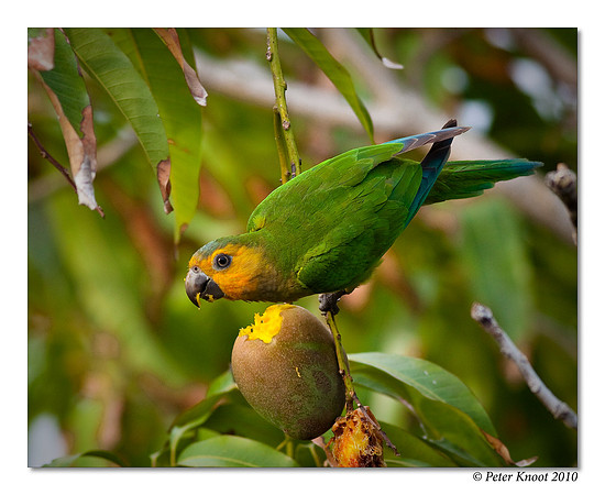 Brown-throated Parakeet