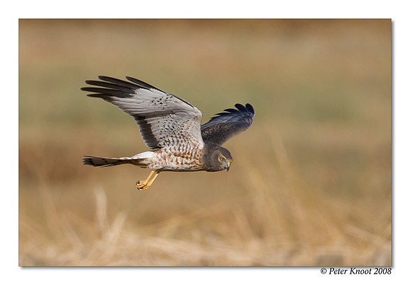 Northern Harrier