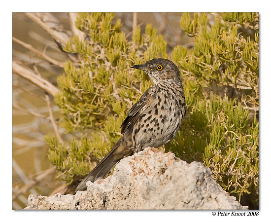 Sage Thrasher