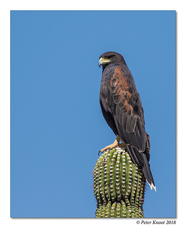 Harris' Hawk