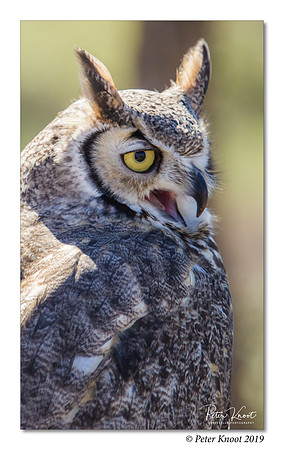 Great Horned Owl
