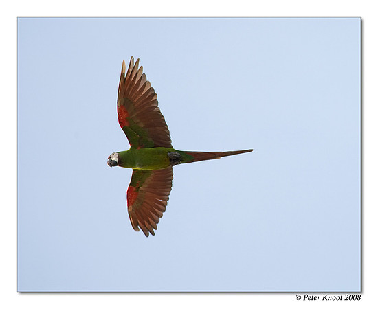 Chestnut-fronted Macaw