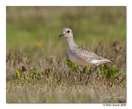 Black-bellied Plover