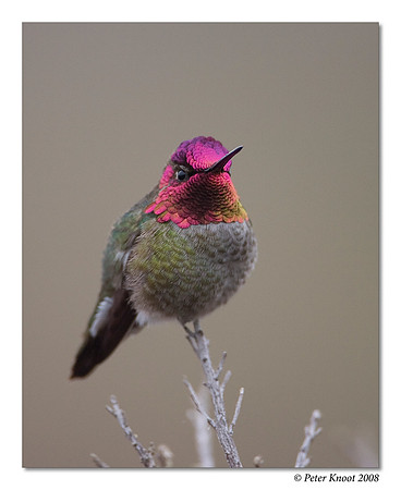 Anna's Hummingbird