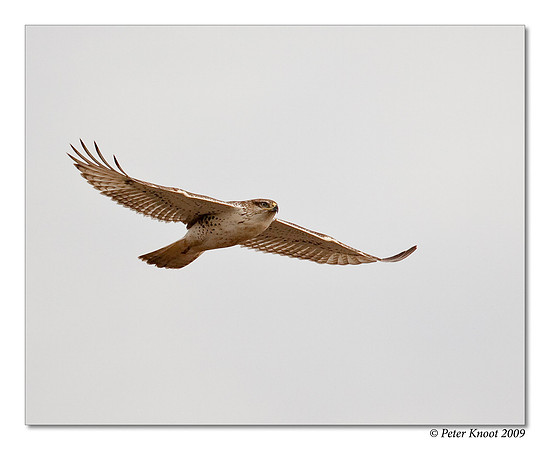 Ferruginous Hawk
