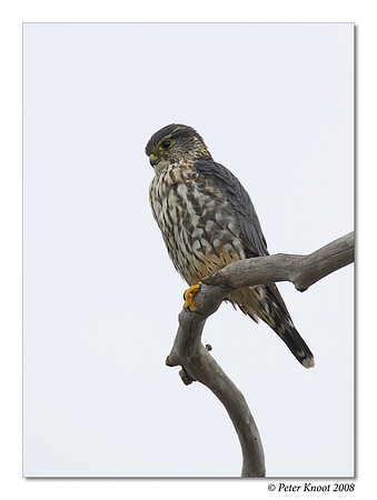 Merlin