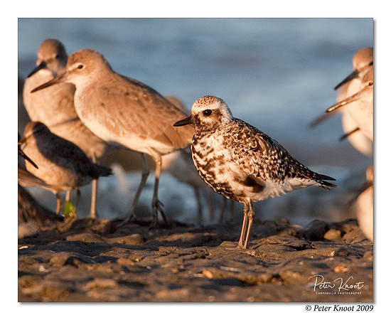 Black-bellied Plover
