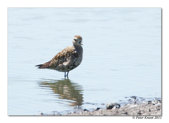 American Golden-Plover