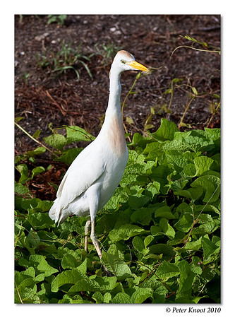 Cattle Egret