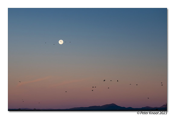 Sandhill Cranes at Sunrise and Full Moon