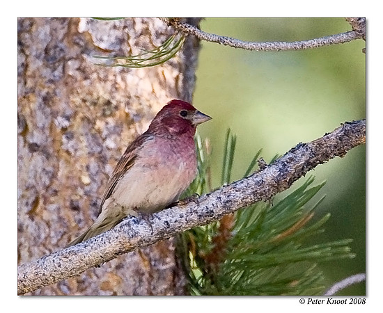 Cassin's Finch