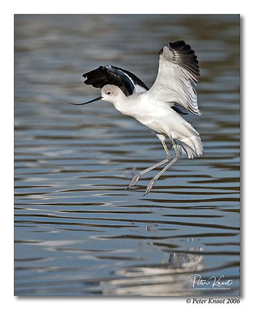 American Avocet