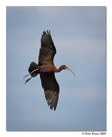 White-faced Ibis