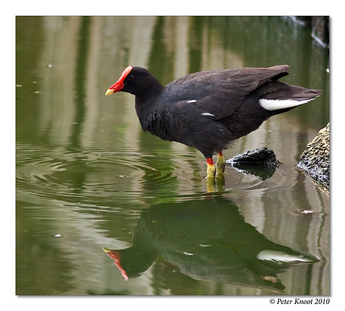 Common Moorhen