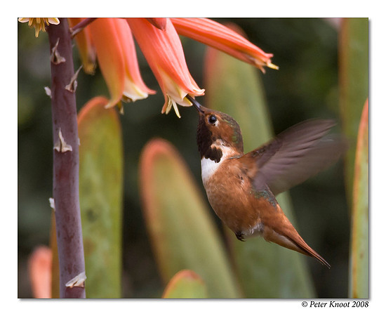 Allen's Hummingbird