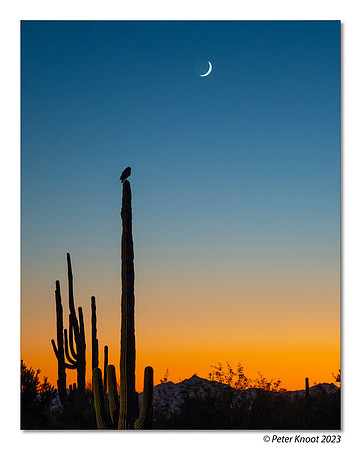 Great Horned Owl in Sunset