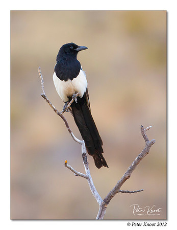 Black-billed Magpie
