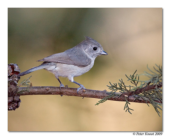 Oak Titmouse