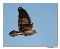 Swainson's Hawk