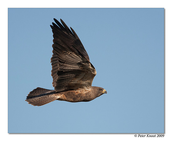 Swainson's Hawk
