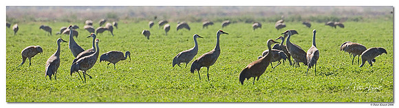 Sandhill Cranes