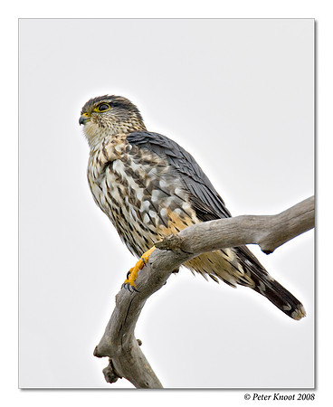 Merlin