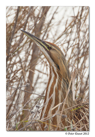 American Bittern