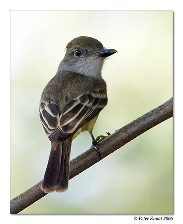 Brown-crested Flycatcher