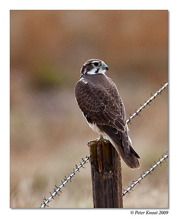 Prairie Falcon