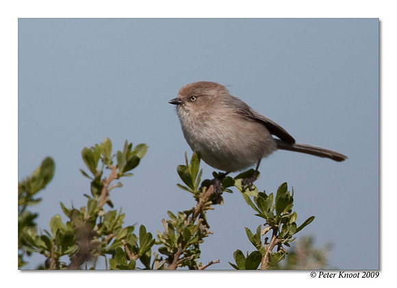 Bushtit