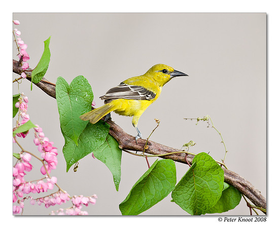 Yellow Oriole