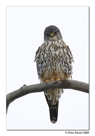 Merlin