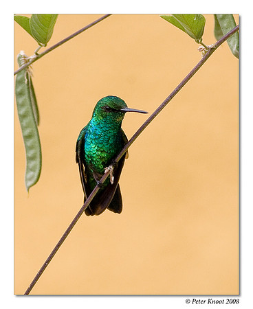 Blue-tailed Emerald Hummingbird