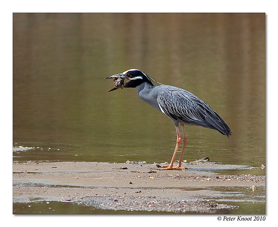 Yellow-crowned Night-Heron