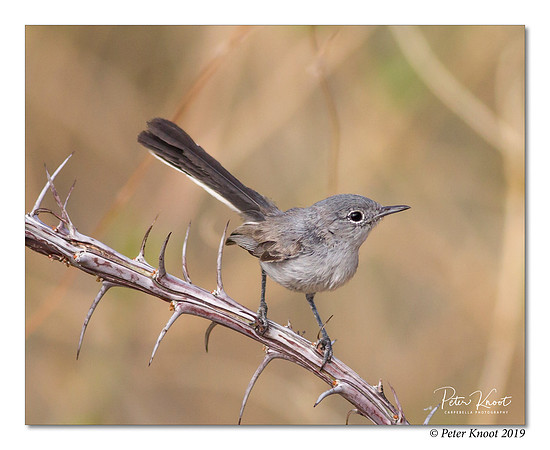 Black-tailed Gnatcatcher