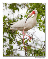 peter_white_ibis_6