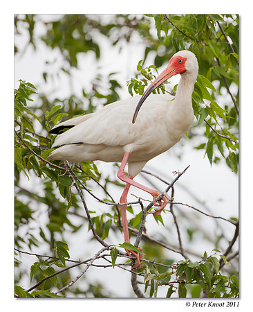peter_white_ibis_6