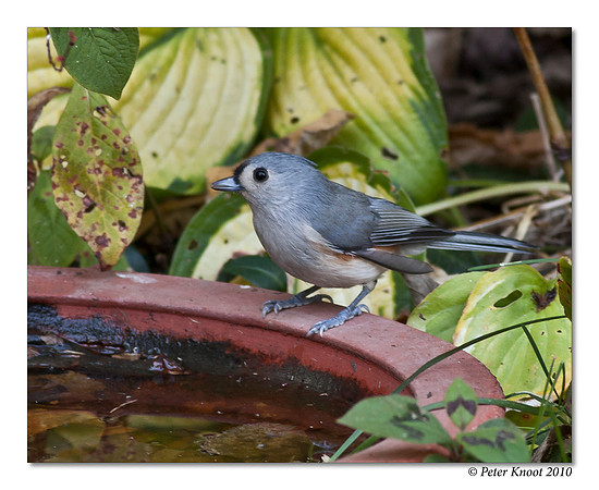 Tufted Titmouse