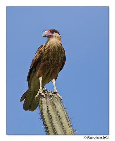 Crested Caracara
